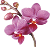 Orchidea